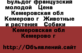 Бульдог французский молодой › Цена ­ 5 000 - Кемеровская обл., Кемерово г. Животные и растения » Собаки   . Кемеровская обл.,Кемерово г.